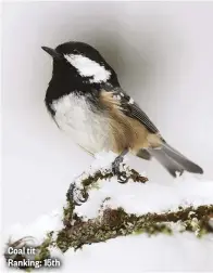  ??  ?? Coal tit Ranking: 15th