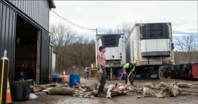  ?? Pittsburgh Post-Gazette photos ?? Zakk Bissell, center, of Ellwood City, takes a break while processing harvested deer at Doug Peffer’s Deer Cutting, Smokehouse & Big Game Processing in Ellwood City. Workers there clocked an 18-hour day Saturday, wrapping up around 2 a.m. Sunday before returning six hours later.