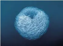  ?? ?? Annie Crawley, the videograph­er for “Oceana,” captured these schooling fish off the coast of Colombia.