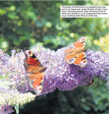  ??  ?? This photo of butterflie­s on a buddleia bush was sent in by David and Jackie Rickett, of Sale. If you have a stunning picture, then we’d love to see it. Send your photos to us at viewpoints@men-news. co.uk, marking them Picture of the Day