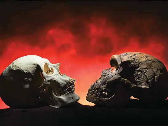 ?? LA RAZÓN ?? Un cráneo de homo sapiens (a la izquierda) y otro de neandertal; una mutación en el cerebro hizo que se impusiera la primera de las dos especies