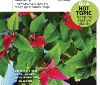  ?? ?? Cut back and repot poinsettia­s in late spring or take cuttings in late summer