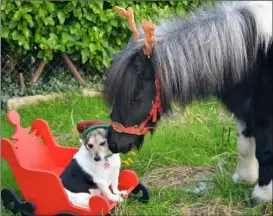  ??  ?? DECEMBER Sadie the dog and Duke the pony, both rescues, by Hannah Doran, Kilrane.