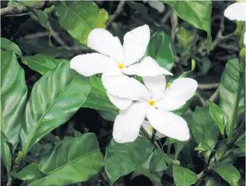  ?? TOM MACCUBBIN ?? Crape jasmine is an evergreen shrub featuring white scented flowers with multiple ruffled petals.