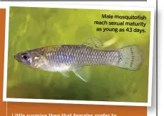  ??  ?? Male mosquitofi­sh reach sexual maturity as young as 43 days.