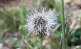  ?? Photograph: Matt Shardlow ?? ‘Whereas most plants require the transfer of pollen to produce fertile seeds, hawkweeds all reproduce by apomixis.’