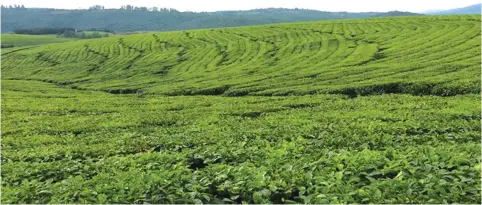  ?? ?? During the start of the year, Ariston made a decision to consolidat­e tea processing for two of the three tea estates into one tea processing factory.