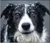  ?? PEXELS ?? Furry pets are dust magnets. In the winter, they may also track in snow and mud. Veterinari­ans recommend you wash your dog at least once a month.