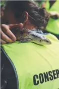  ??  ?? A blue-tongued lizard