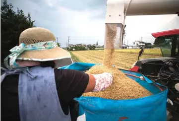  ??  ?? Japanese farmer Mayumi Oya loads harvested rice by a combine in Kazo city, Saitama prefecture. A crop once deemed so important it served as a form of currency, Japanese rice has fallen out of favour with younger, westernise­d consumers, in a shift that has left ageing farmers struggling for survival.