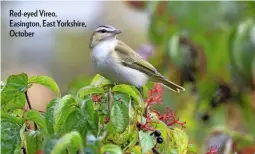  ??  ?? Red-eyed Vireo, Easington, East Yorkshire, October