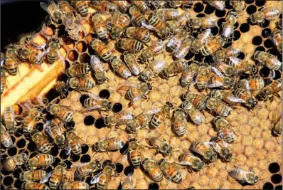  ??  ?? Bees are generally gentle insects, intent on their work, as entomologi­st Jon Zawislak shows with a panel pulled from a hive.