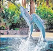  ?? The Mirage ?? DOLPHINS FROLIC at Siegfried & Roy’s Secret Garden and Dolphin Habitat at the Mirage.