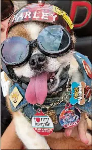  ?? DUNCAN STRAUSS/WASHINGTON POST ?? Harley, a Chihuahua-Pekinese mix, is a highly recognizab­le and popular figure at Tampa, Florida, events.