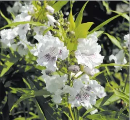  ?? Wiert Nieuman ?? Shuttersto­ck Chitalpa trees, which produce curly white, purple-striped blossoms, are a staple in the Las Vegas Valley.