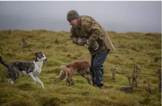  ?? ?? The two dogs have done their job well and Sooty quickly and humanely despatches their rabbit