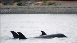  ?? The Canadian Press ?? A pod of orcas swims near Victoria’s Inner Harbour on Thursday.