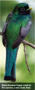  ??  ?? Black-throated Trogon could be five species, a new study finds.