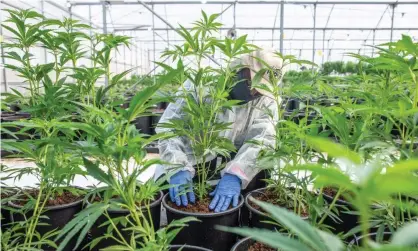  ??  ?? The scientists say the process is considerab­ly cheaper, safer and more environmen­tally friendly than extracting the compounds from marijuana plants. Photograph: Bea Kallos/EPA