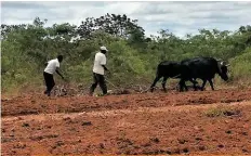  ??  ?? ’n Tradisione­le boer woeker met sy handploeg en osse om sy lappie grond te bewerk.