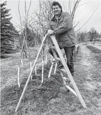  ?? CONTRIBUTE­D ?? Ben Cullen uses an orchard “tripod” ladder, one of the six tools that every gardener needs.