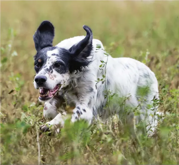  ??  ?? À chaque race son style. « Avec le setter anglais, j’ai ainsi découvert un style de chasse différent, un plaisir des yeux tout autre également. »