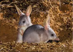  ??  ?? Clockwise from top left: in the UK, grey squirrels put native reds at risk; bait for the South Georgia rat eradicatio­n project; bilbies are eaten by feral cats in Australia.