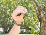  ??  ?? Joseph Belletti, Seymour’s former tree warden and a licensed arborist, shows the holes made by a femal Emerald Ash Borer on the leaves of a Green Ash tree in Milford. He said the borer was feeding on the leaves before readying to lay eggs inside.