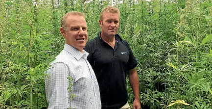  ?? PHOTO: HEATHER CHALMERS/STUFF ?? Midlands Seed director Andrew Davidson, left, and field agronomist Brent Middleton: hemp varieties are bred for seed production, fibre, or are dual purpose.