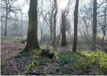  ??  ?? Left to right: Flashes of spring through the woods; vivid yellow aconites brighten the river’s edge; swans glide along the gently flowing water; frost coats the fields under a welcome blue sky on a cold winter’s day.