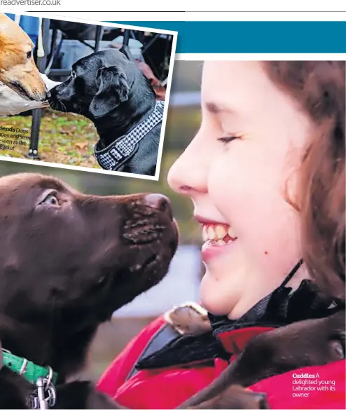  ?? ?? riends Dogs apesandsiz­es eseenatthe Barket
Cuddles A delighted young Labrador with its owner