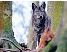 ?? FOTO: DPA ?? Hund oder Wolf? Bei Mischlinge­n ist das schwer zu sagen.