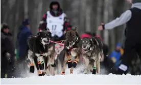  ?? Kerry Tasker/Reuters ?? The Iditarod – of which this year’s is the 52nd edition – takes place across Alaska. Photograph: