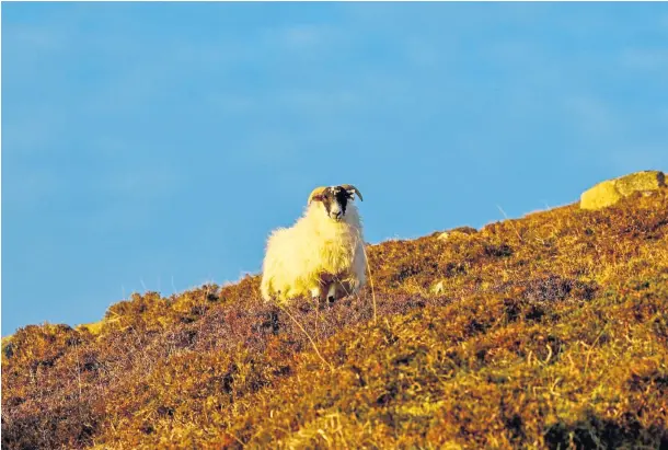  ?? ?? HILLSIDE SKIRMISH: There’s always one or – on the Schiehalli­on gather – a breakaway group of around 20 stubborn sheep.