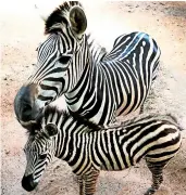  ??  ?? Mother Zebra with baby zebra