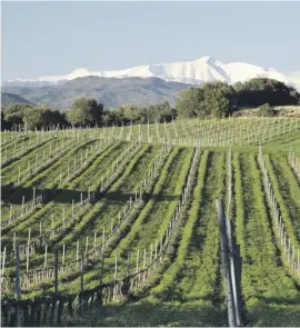  ??  ?? Weingebiet Somontano vor den Pyrenäen.