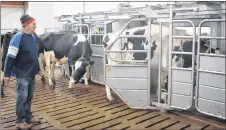  ?? ADAM MACINNIS/THE NEWS ?? William Ferguson watches as a cow enters a milking station. The cows go in at will and the machine milks them and tracks how frequently the cows are milked and how much they’re producing. The Fergusons have seen their production increase since...