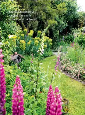  ??  ?? Lupin and Euphorbia wulfenii line a path at the front of the house.