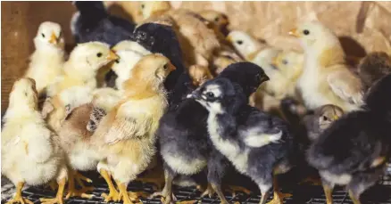  ??  ?? One way to keep chicks from piling on and suffocatin­g one another is to make brooder pens that feature rounded corners instead of 90-degree corners.