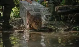 ?? Photograph: Morgan Heim ?? A beaver is released on to a stretch of river in northern Washington that has been prepped for its arrival.