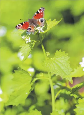  ?? FOTO: ELKE SCHWARZER/DPA ?? Schmetterl­inge lieben die Knoblauchs­rauke – wir Menschen können sie essen.