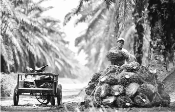  ?? — Reuters photo ?? Palm oil production in Malaysia will likely be slightly affected by the heavy rainfall which is expected to hit Malaysia and Indonesia due to the La Nina weather phenomenon, which has formed in the Pacific Ocean.