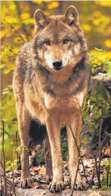  ?? FOTO: IMAGO ?? Wölfe gelten als stark bedrohte Art. Breiten sie sich aus, könnte das andere geschützte Arten gefährden.