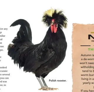  ??  ?? Polish rooster.