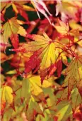  ??  ?? LOTS OF INTEREST: The Japanese acer Sango-kaku