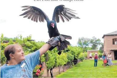  ?? MARLA BROSE/JOURNAL ?? Julie Kidder holds a male turkey vulture at the Casa Rondeña Winery in Los Ranchos de Albuquerqu­e during a U.S. Fish and Wildlife Service event Saturday.