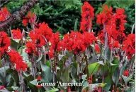  ??  ?? Canna ‘America’.