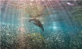  ??  ?? A sea lion hunting sardines in the Galápagos. As industrial fishing has increased off the archipelag­o, 14 species have become more endangered. Photograph: Andrea Izzotti/Alamy