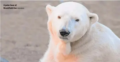  ?? PROVIDED ?? A polar bear at Brookfield Zoo