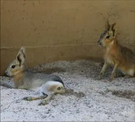  ??  ?? C’est la cinquième génération de mara qui naît au Jardin animalier.